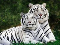 pic for white bengal tigers 